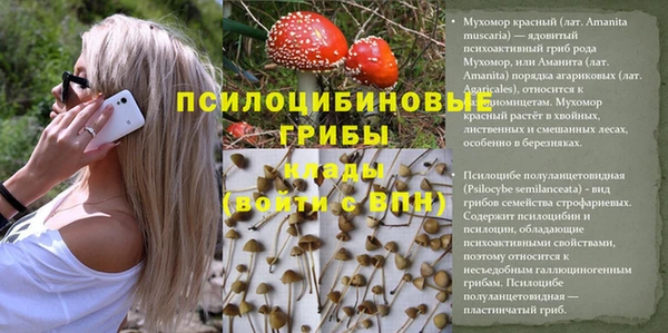стафф Алзамай