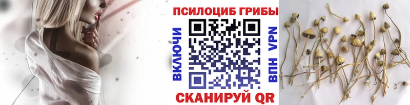 Галлюциногенные грибы Psilocybine cubensis Ардон